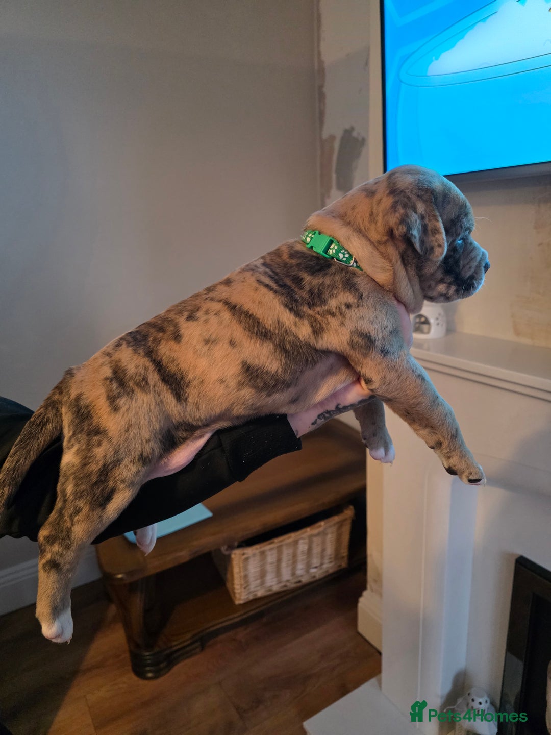 American Bully dogs for sale: Pocket Bully pups  - Image 12