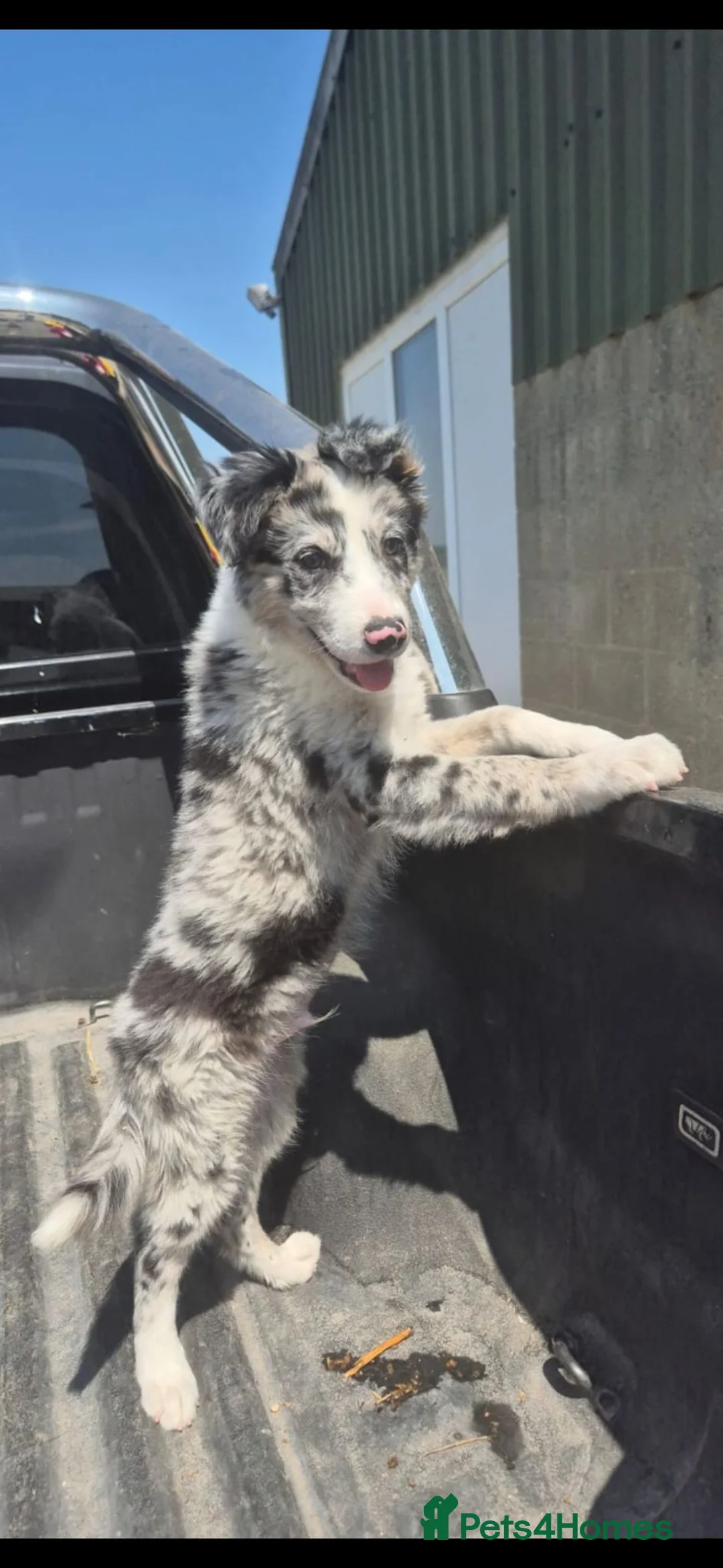 Border Collie dogs for sale: Border collie - Advert 1
