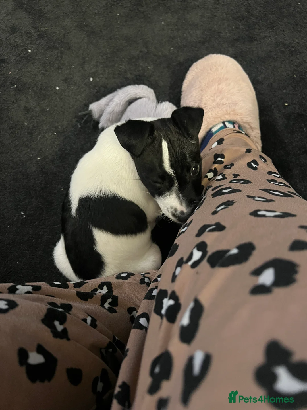 Jack Russell dogs for sale: Female Jack Russel  - Advert 20