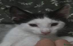 European cats for sale: 6 Kittens ready to find their new homes!! - Image 13
