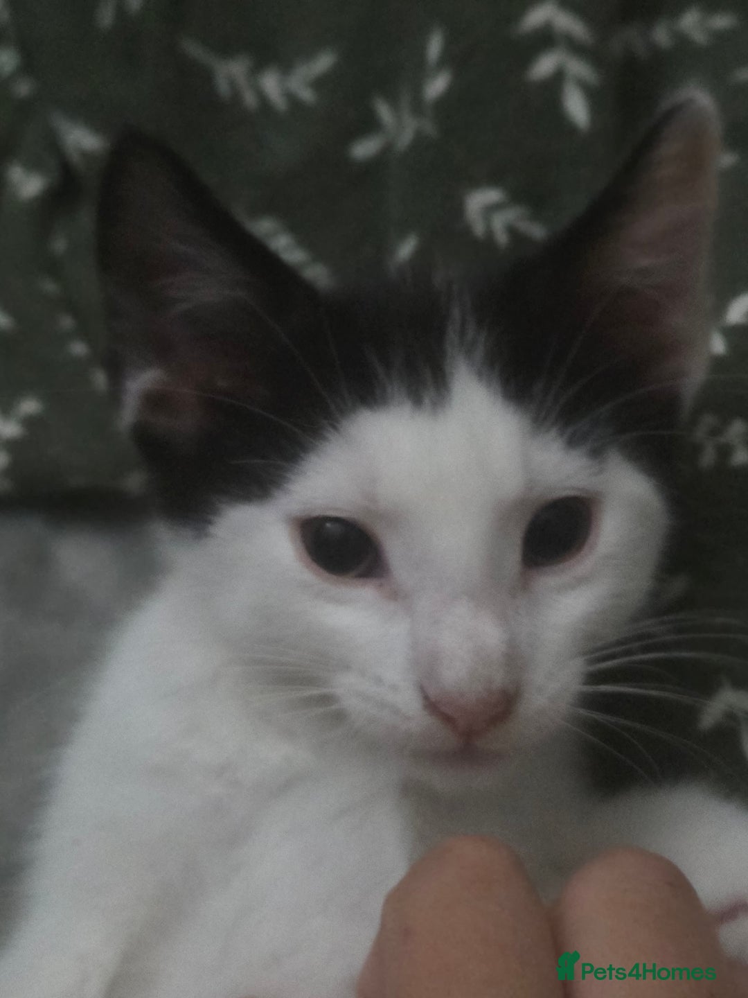 European cats for sale: 6 Kittens ready to find their new homes!! - Image 13