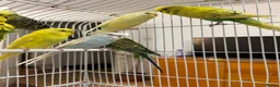 Budgerigars birds for sale: Baby Budgies for sale - Advert 5