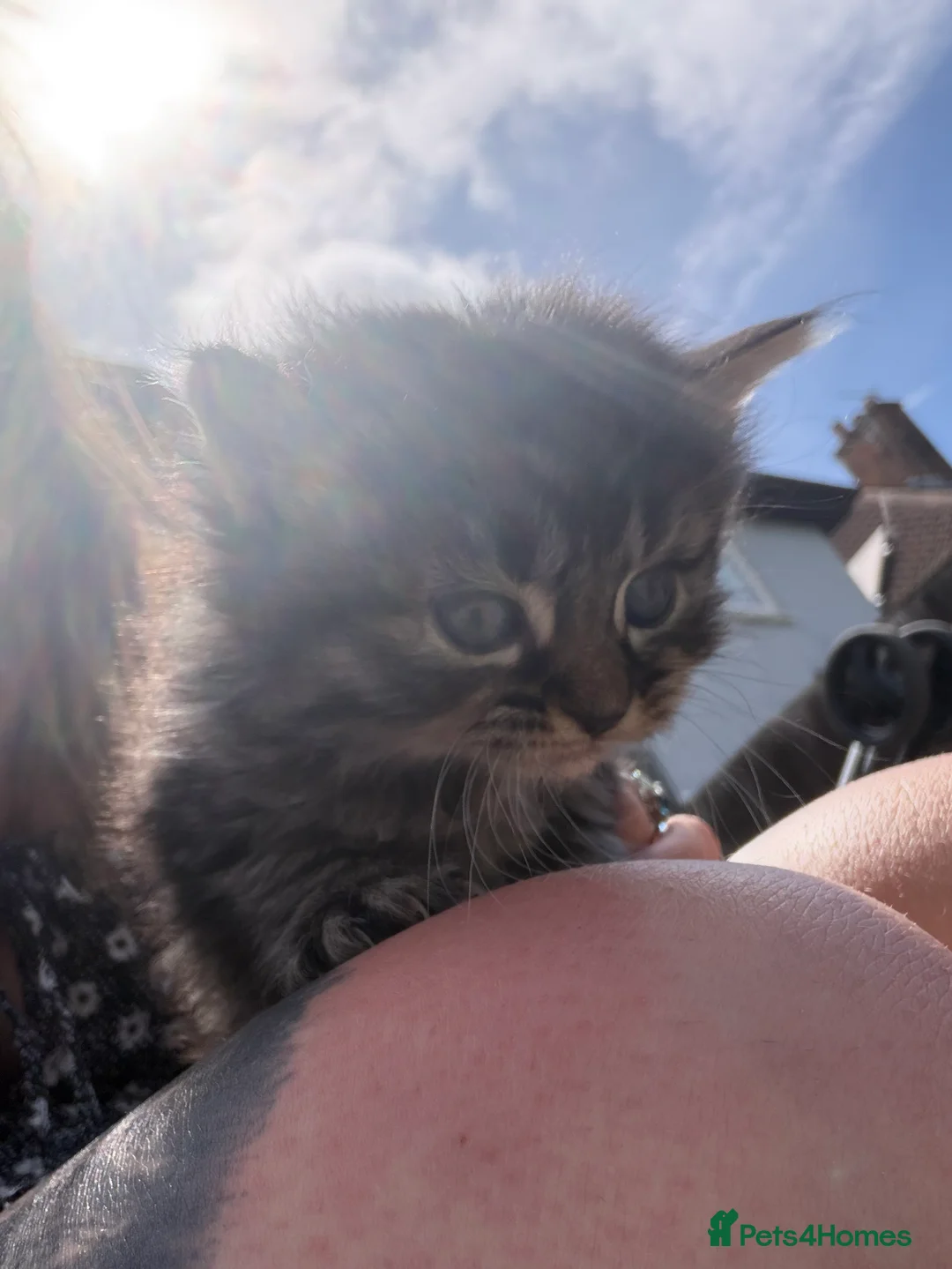 Mixed Breed cats for sale: Kittens  - Advert 4