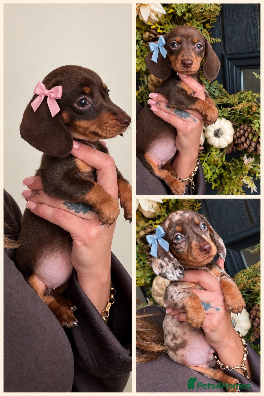Miniature Dachshund dogs Beautiful Kc Reg miniature dachshunds  - Advert 6