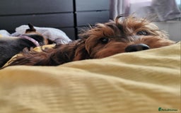 Cockapoo dogs for sale: Gorgeous female Cockerpoo - Image 1