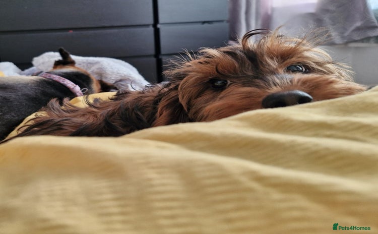 Cockapoo dogs - Advert 16