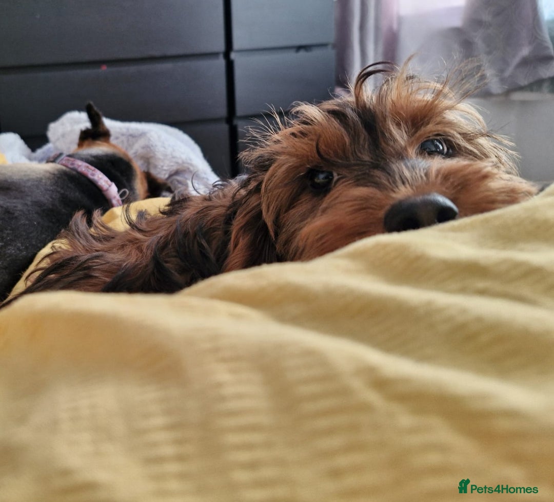 Cockapoo dogs for sale: Gorgeous female Cockerpoo - Image 1