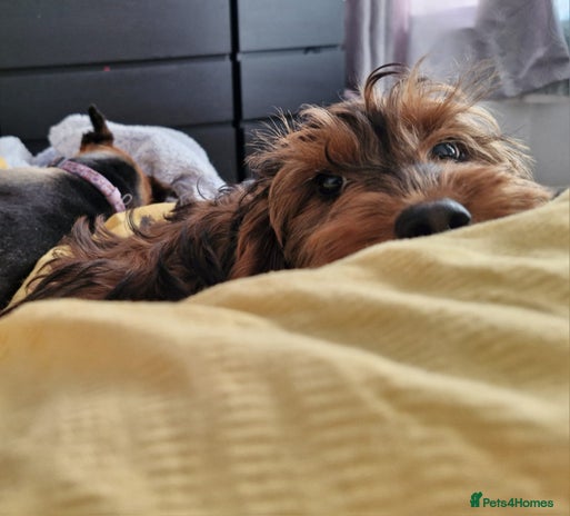 Cockapoo dogs - Advert 1