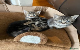 British Shorthair cats for sale: BEAUTIFUL BRITISH SHORT HAIRS - Image 11