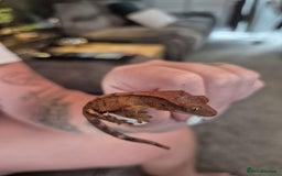 Gecko reptiles for sale: Leopard and crested geckos - Image 3