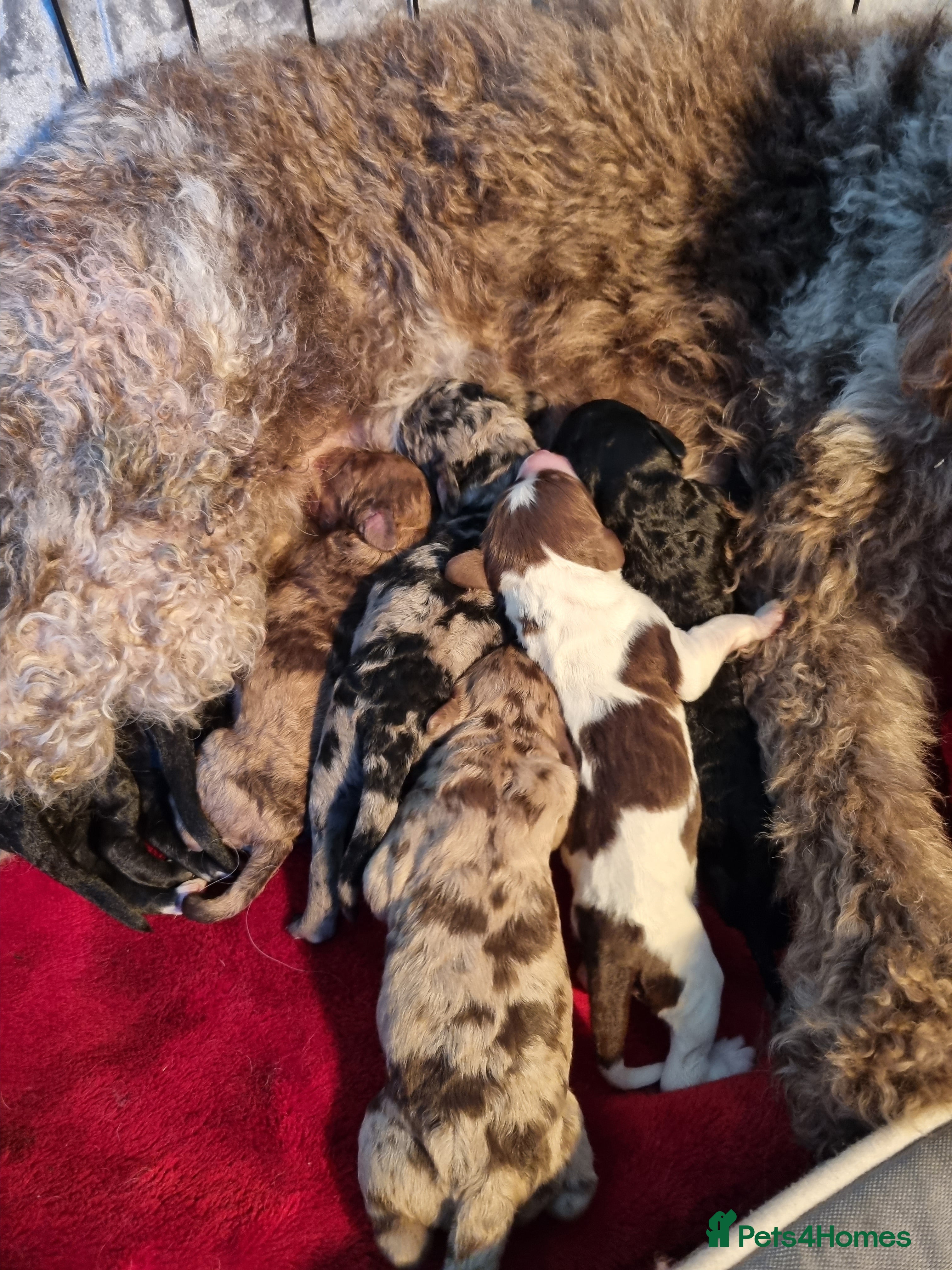 Mixed Breed dogs Merle Goldendoodle x Irish doodle - Advert 6