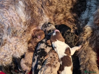 Mixed Breed dogs Merle Goldendoodle x Irish doodle - Advert 15