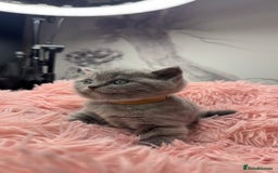 Scottish Fold cats for sale: Scottish fold adorable kitties 🐾  - Image 5