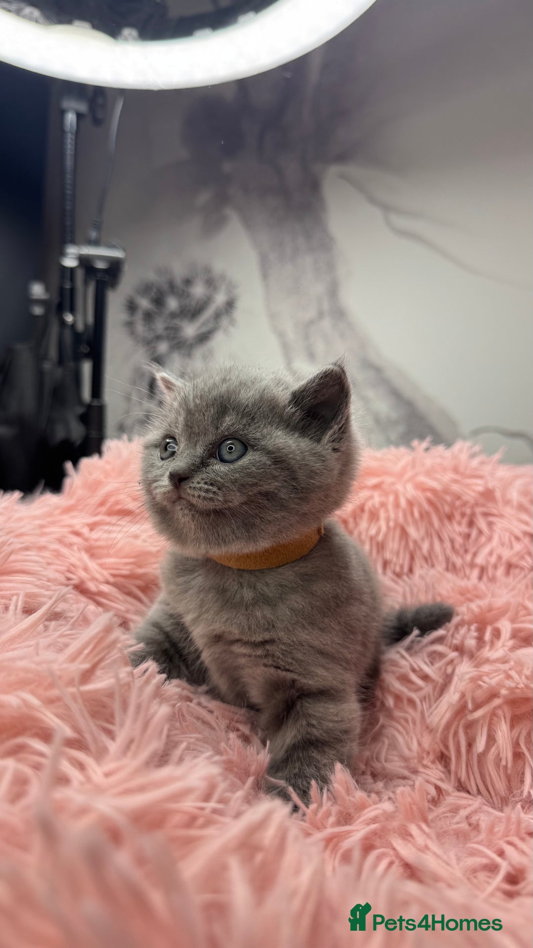 Scottish Fold cats for sale: Scottish fold adorable kitties 🐾  - Image 5