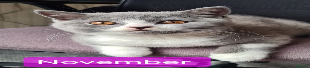 November