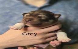 Siberian Husky dogs for sale: Wooly Siberian huskys - Image 6