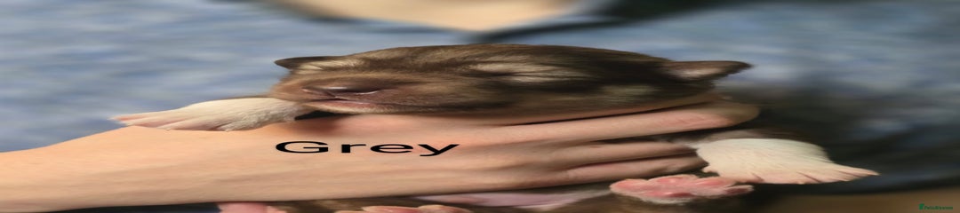 Siberian Husky Puppy 1