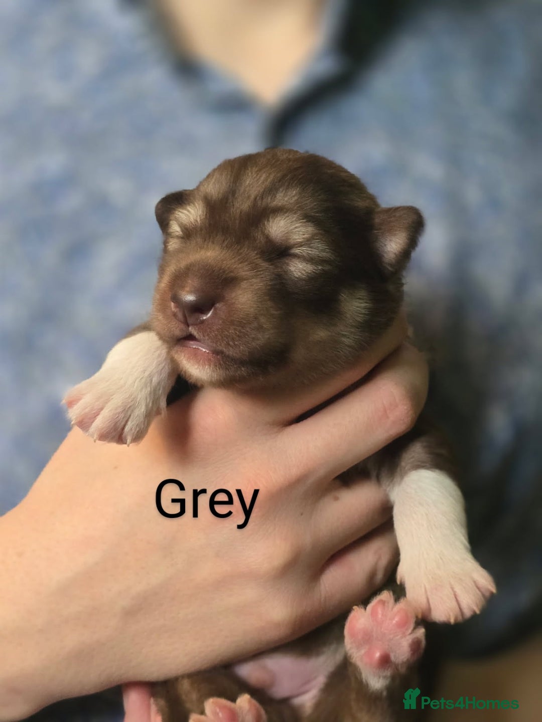 Siberian Husky dogs for sale: Wooly Siberian huskys - Image 6