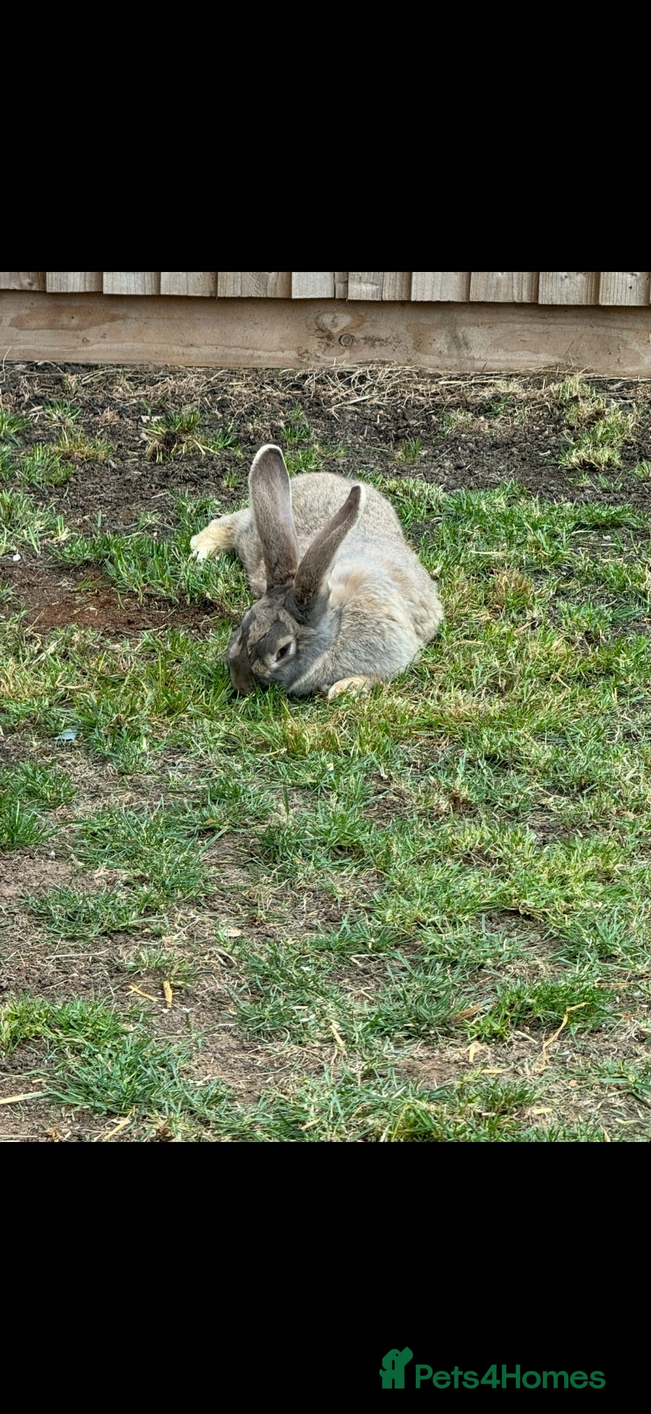 Continental Giant rabbits 2 x continental  Giant does for sale  - Advert 2
