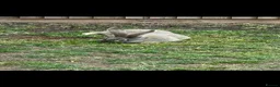 Continental Giant rabbits for sale: 2 x continental  Giant does for sale  - Advert 3