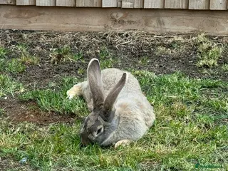 Continental Giant rabbits 2 x continental Giant does for sale - Advert 12