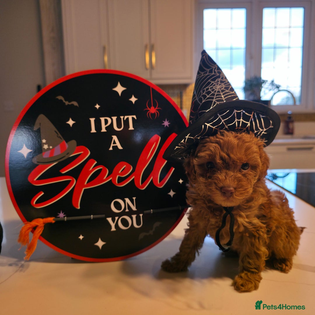 Toy Poodle dogs for sale: Beautiful RED & APRICOT Toy Poodles  - Advert 20