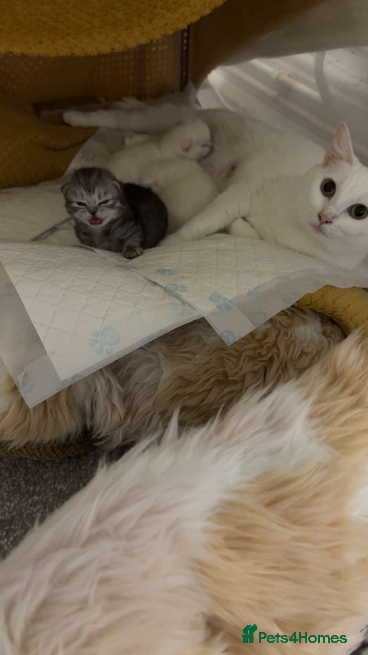 Mixed Breed cats Persian & Turkish Angora 1 boy 1 girl 9 weeks  - Advert 1