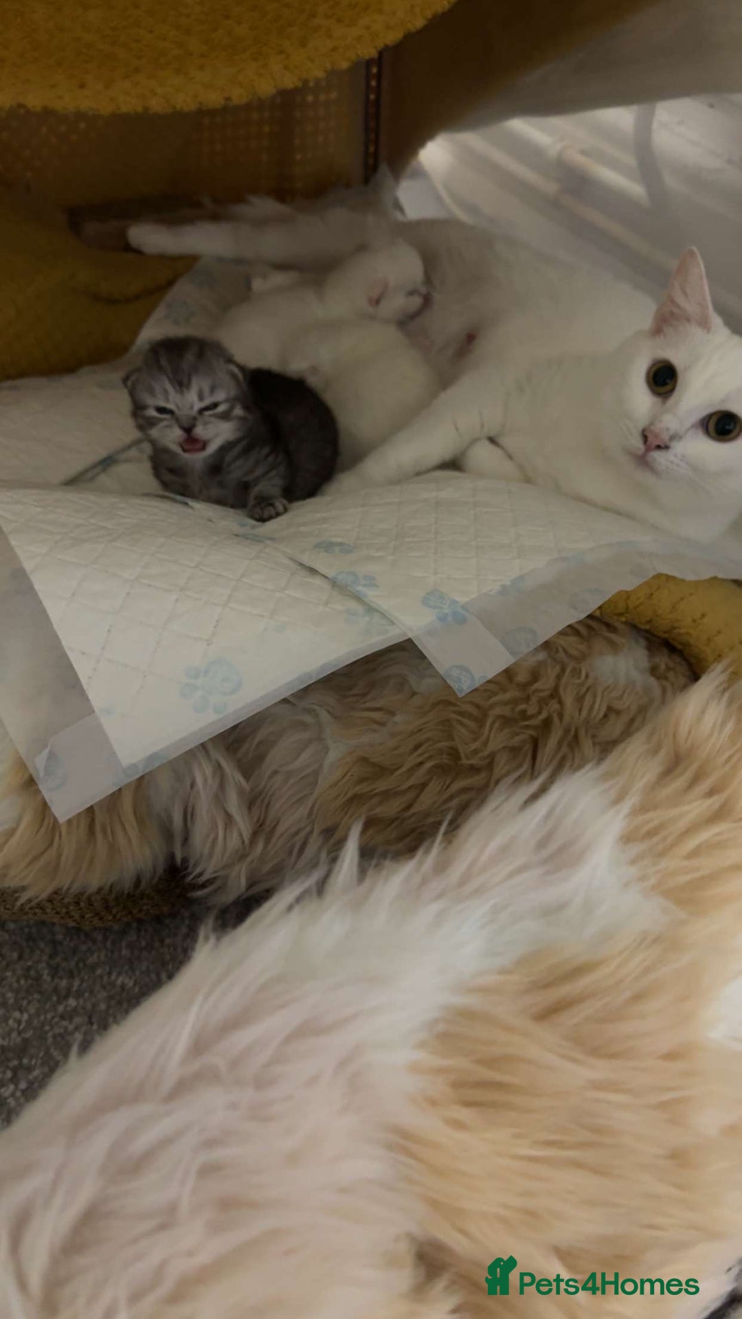 Mixed Breed cats for sale: Persian & Turkish Angora 1 boy 1 girl 9 weeks  - Advert 1