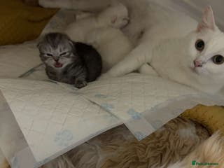 Mixed Breed cats Persian & Turkish Angora 1 boy 1 girl 9 weeks - Advert 1