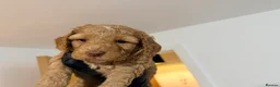 Cockapoo dogs for sale: Cockapoo Puppies Looking for Their Forever homes - Advert 12