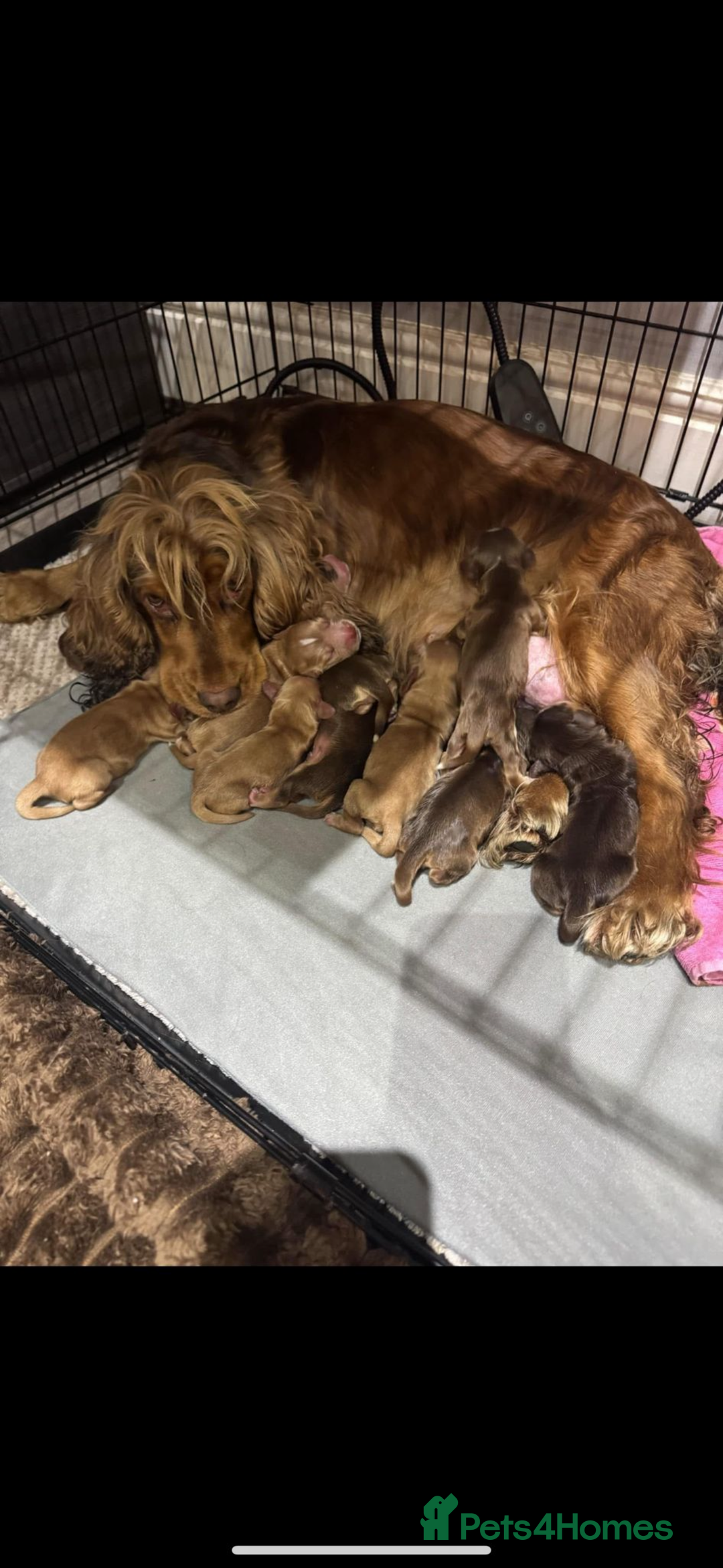 Cocker Spaniel dogs for sale: 7 month old show cocker  - Image 3
