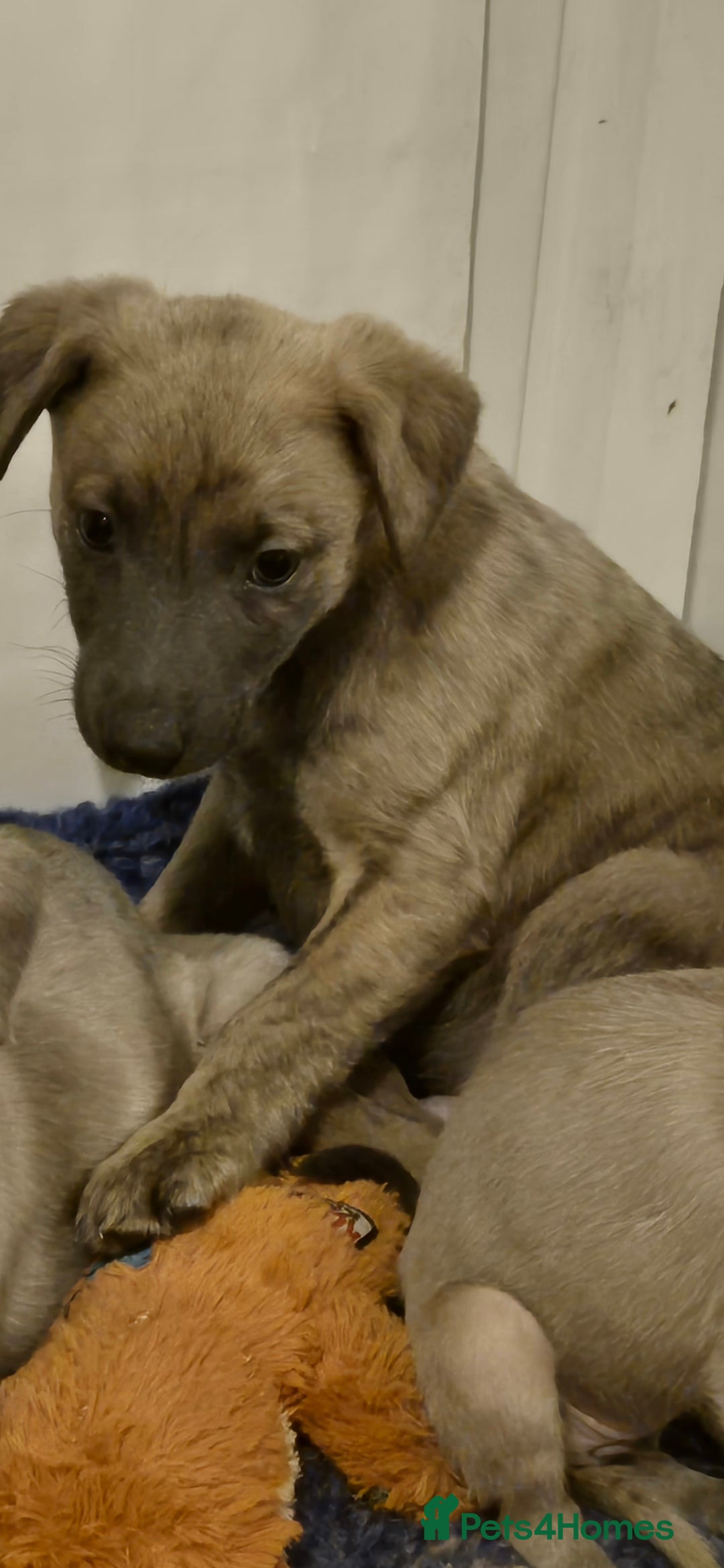 Whippet dogs for sale: Stunning whippet puppies  - Advert 21