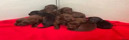 Sprocker dogs for sale: Sprocket Puppys  - Advert 5