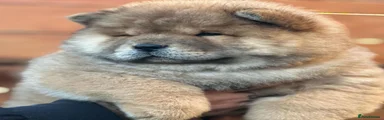 Chow Chow 2