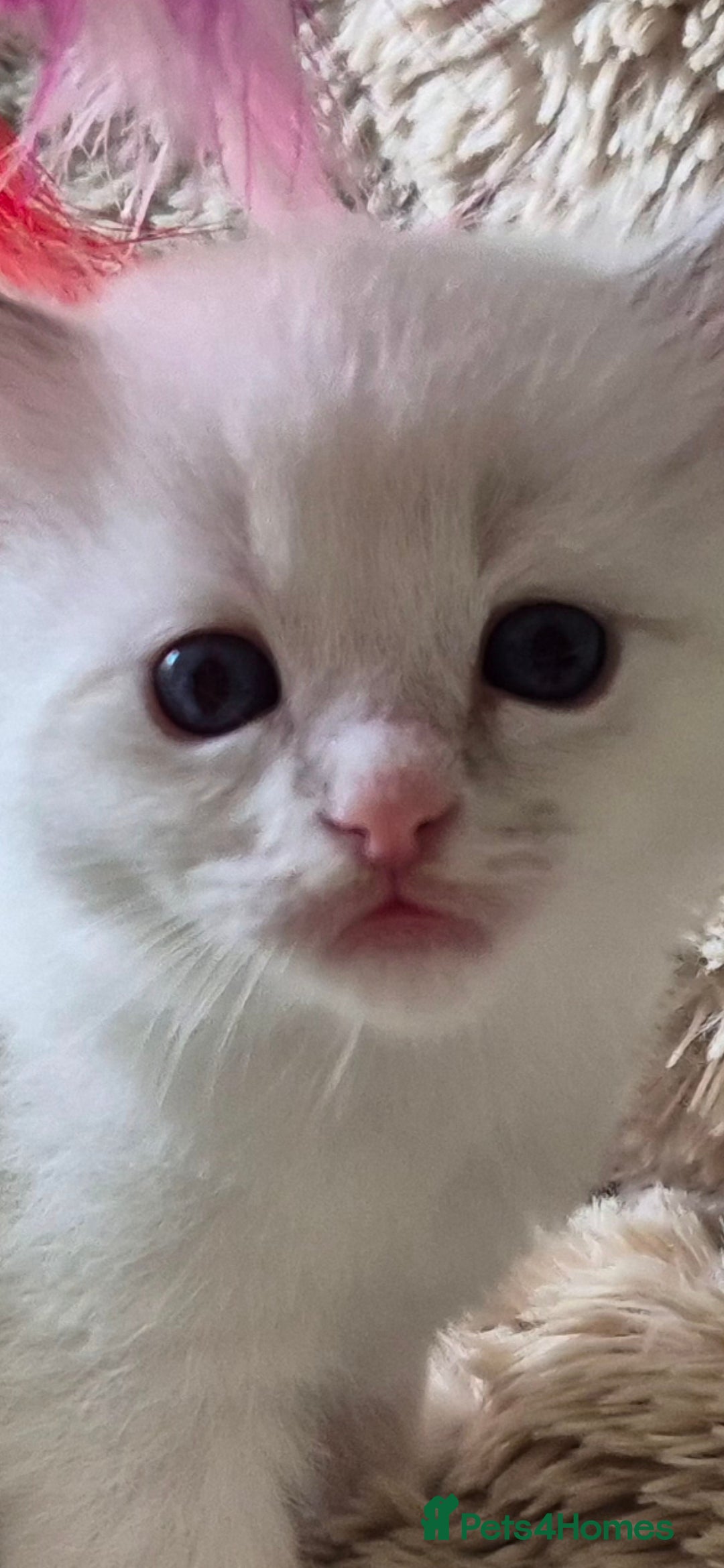 Ragdoll cats for sale: 4 Precious tica Ragdoll girls - Image 27