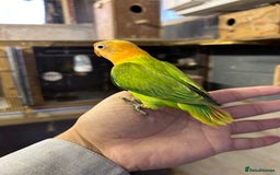 Lovebirds birds for sale: Mutations oplines Fishers lovebirds in Birmingham - Image 8