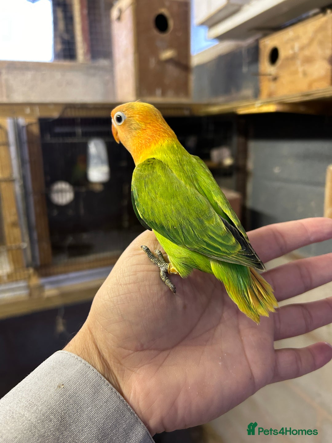 Lovebirds birds for sale: Mutations oplines Fishers lovebirds in Birmingham - Image 8