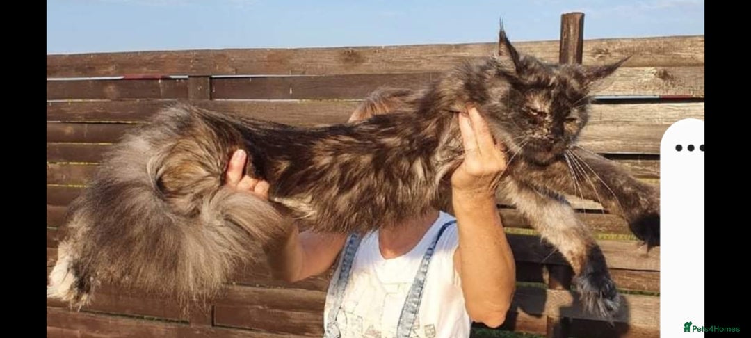 Maine Coon cats for sale: 2 stunning girls 1 polydactyl ready  **  ev - Advert 7