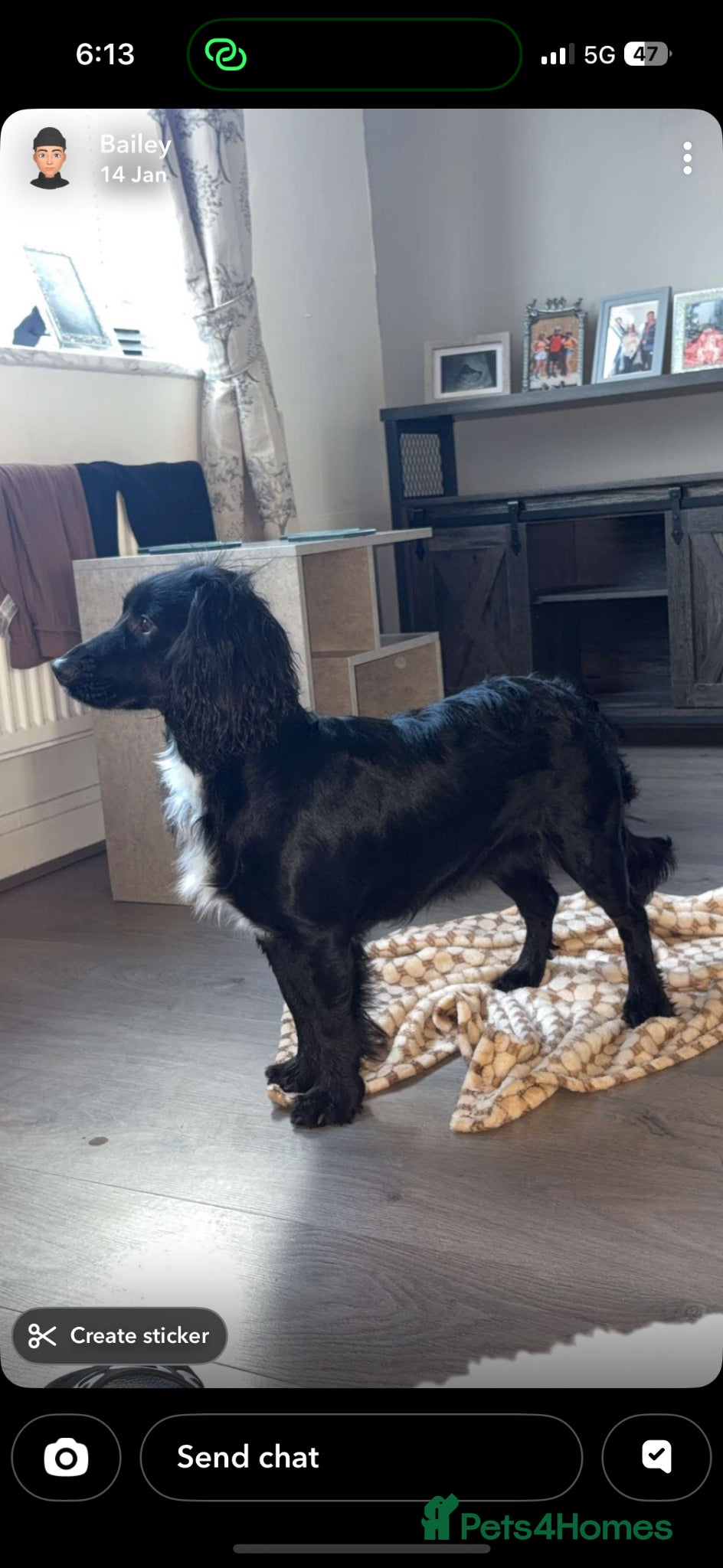 Cocker Spaniel dogs Cocker spaniel puppies  - Advert 15