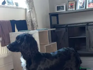 Cocker Spaniel dogs Cocker spaniel puppies - Advert 4