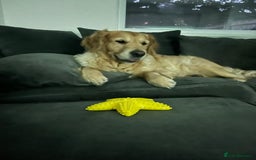 Golden Retriever dogs for sale: Golden retriever puppies - Image 18