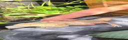 Bearded Dragon reptiles for sale: Bearded dragon  in Preston - Advert 5