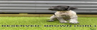 German Shorthaired Pointer 7