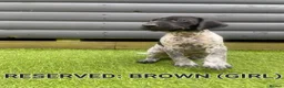 German Shorthaired Pointer dogs for sale: German shorthaired pointer puppies 5 weeks old in Swindon - Advert 8