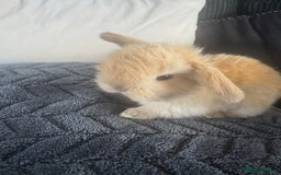 Mini Lop rabbits for sale: Beautiful mini lop rabbits  - Image 10