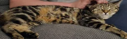 Mixed Breed cats for sale: Beautiful tabby - mixed bengal cat - Advert 16