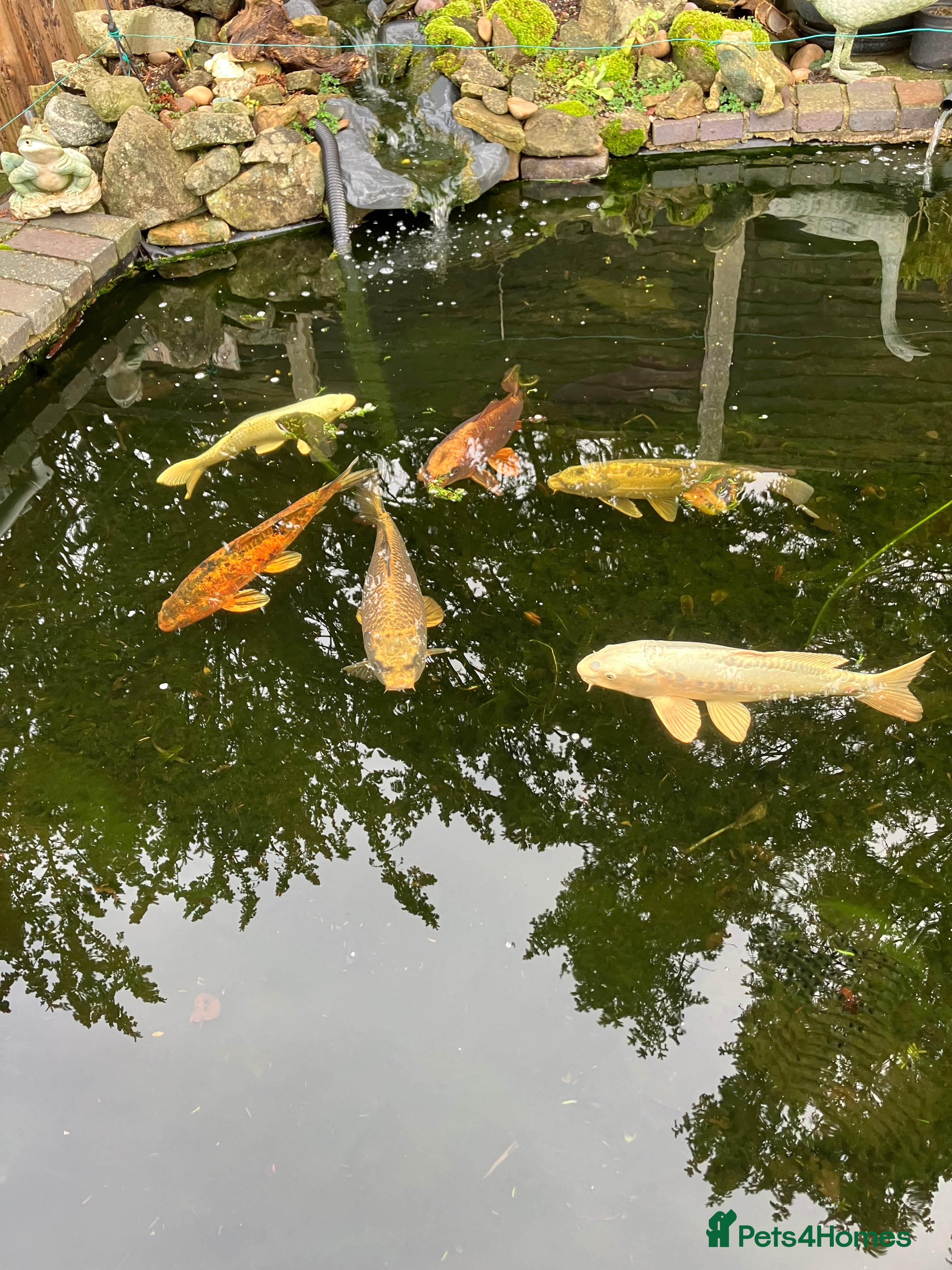 Koi Carp fish 6 Koi Carp plus 1 Tench - Advert 1