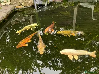 Koi Carp fish 6 Koi Carp plus 1 Tench - Advert 1
