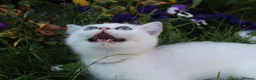British Shorthair cats for sale: * British Shorthair boy TICA Registered Ready Now - Advert 16
