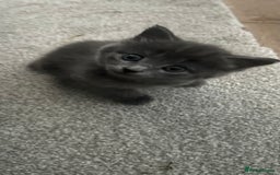 Russian Blue cats for sale: Russian blue kittens cross - Image 5